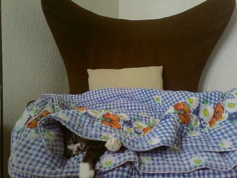 Huskat Flamme - Som blommen i et ÆG! (haha) billede 10