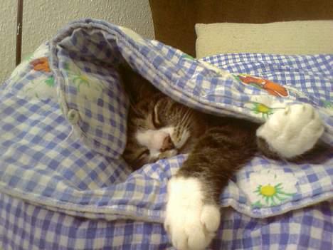 Huskat Flamme - Man er dejlig tryg her, når man ligger i ægget :-) billede 11