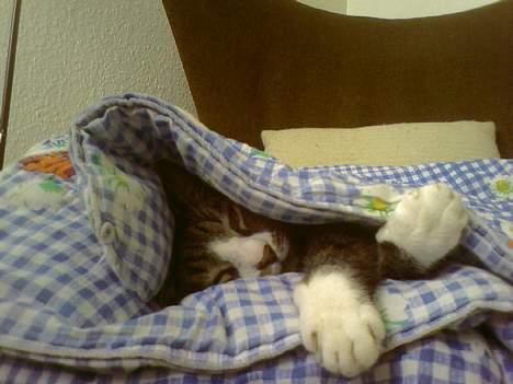 Huskat Flamme - Rævesøvn i ægget! billede 12