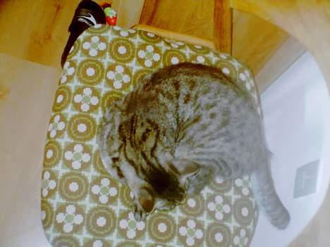 Blanding af racer Pelle <3 - dejlig med en lille lur :) billede 10