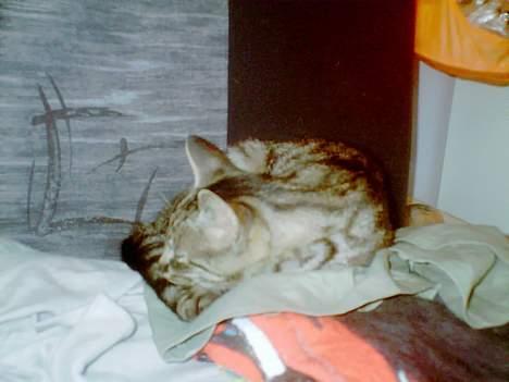 Blanding af racer Pelle <3 - sove´trynen ! <3 billede 11