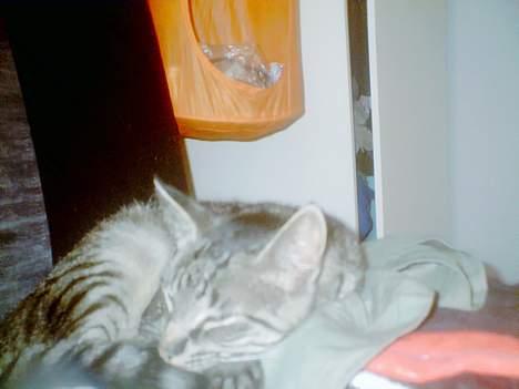 Blanding af racer Pelle <3 - og han sover og sover ! <3 billede 12