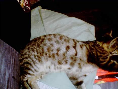 Blanding af racer Pelle <3 - lige vågnet :) billede 13