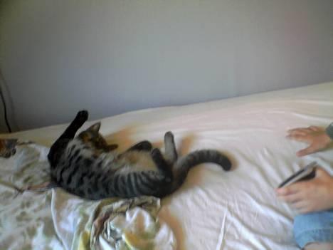 Blanding af racer Pelle <3 - pas på den farlige lille tiger ! <3 billede 14