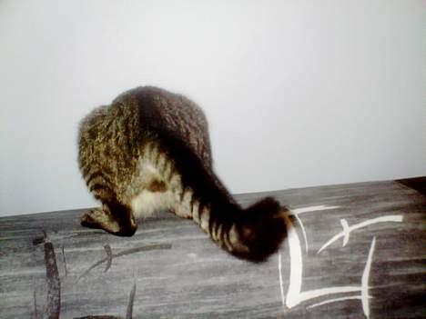 Blanding af racer Pelle <3 - skal lige om bag sofa´en en tur ! <3 billede 15