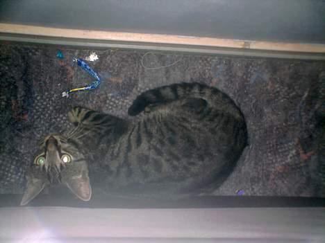 Blanding af racer Pelle <3 - "ja. omme bag sofaen er et godt sted til en lur" ! <3 billede 16