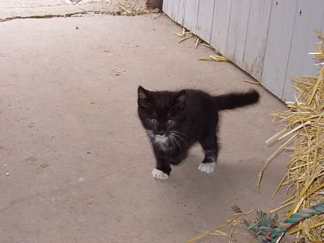Huskat Chazer RIP - Her er jeg så.. billede 1