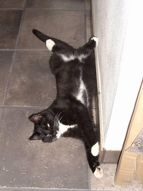 Huskat Chazer RIP billede 2