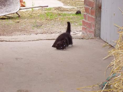 Huskat Chazer RIP - Ta dam billede 3