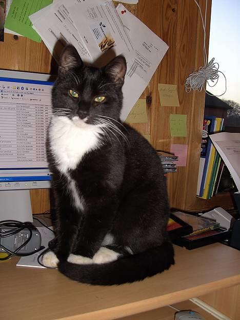 Huskat Chazer RIP billede 4