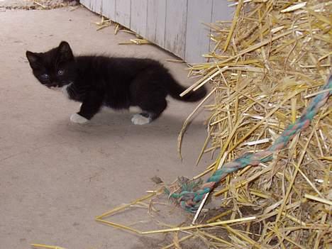 Huskat Chazer RIP billede 5