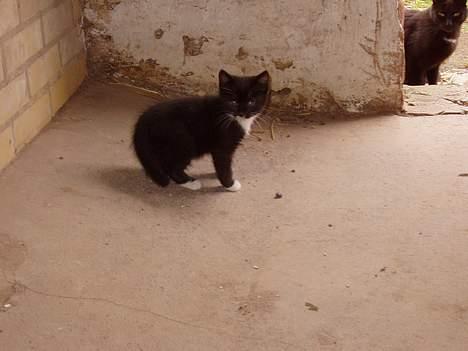 Huskat Chazer RIP billede 6