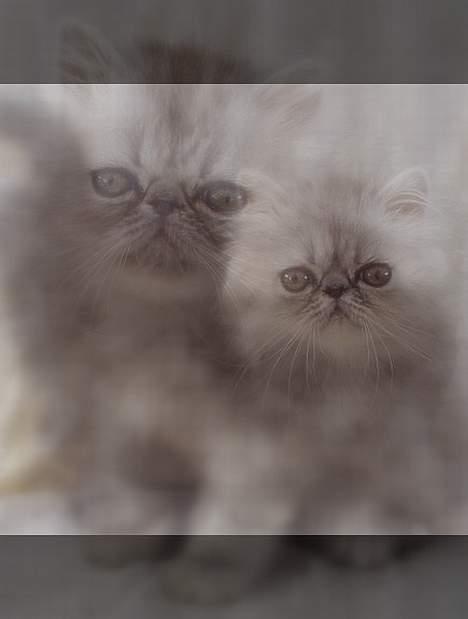 Perser Well-Done´s Sofus  - Ja her har jeg været ved at lege med et par af billederne i et program billede 5