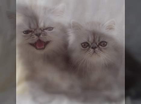 Perser Well-Done´s Sofus  - Her har jeg også leget lidt ss billede 6