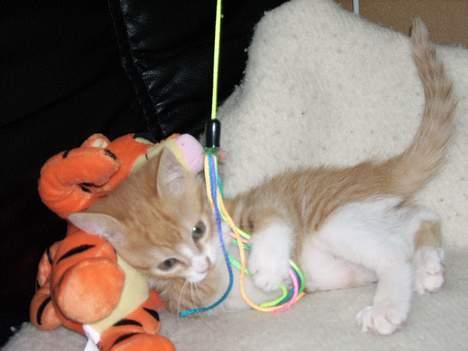 Huskat Tot - skal vi slås billede 1