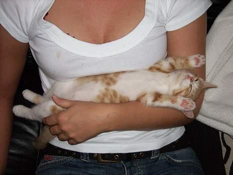 Huskat Tot - så er det puttetid billede 2