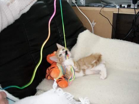 Huskat Tot billede 3