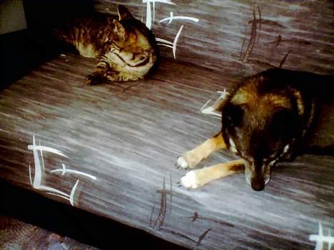 Blanding af racer Pelle <3 - Pelle & Lady. billede 17