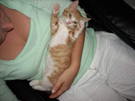 Huskat Tot billede 4