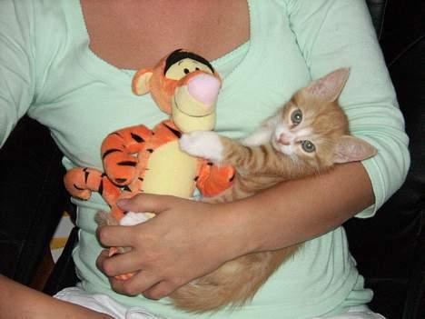 Huskat Tot - mig og min ven tigerdyr billede 5