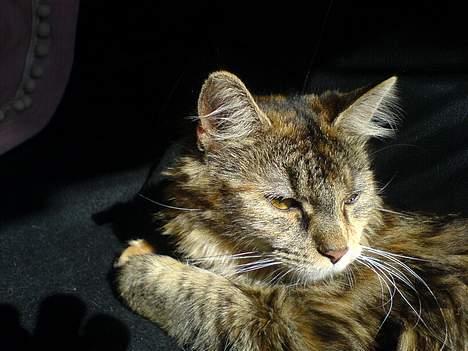 Maine Coon Athene *RIP* - Ser jeg godt nok ud sådan her? billede 16