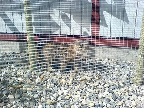 Maine Coon Athene *RIP* - Deres nye kattegård..... billede 17