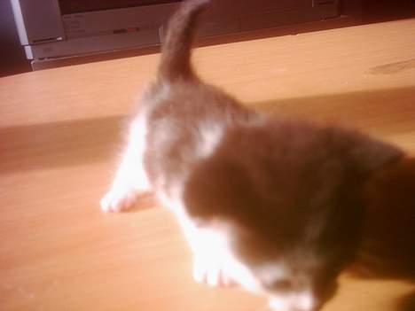 Blanding af racer mille - hej jeg heder mille billede 1