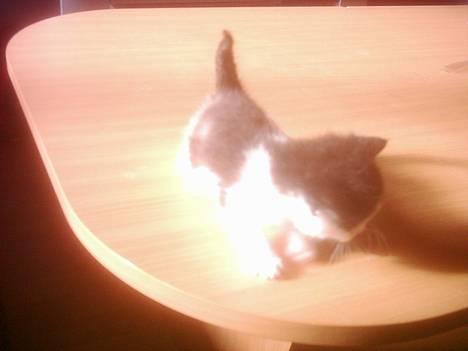 Blanding af racer mille - er jeg ikke lille billede 2