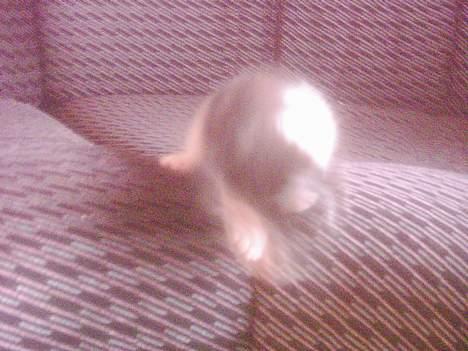 Blanding af racer mille - lad mig gemme mig billede 3