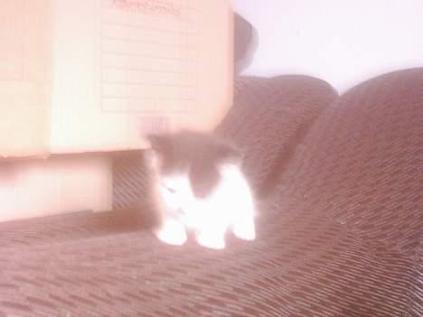 Blanding af racer mille - jeg vil leje billede 4