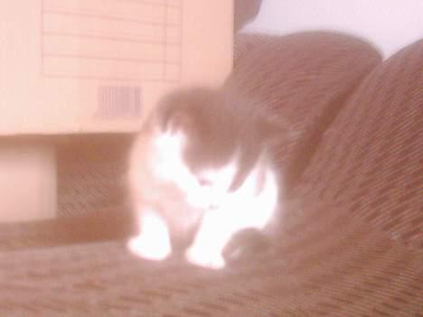 Blanding af racer mille - ikke mer billede 5