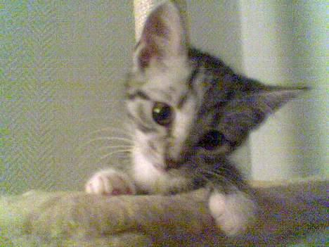 Huskat Oliver alias basse billede 1