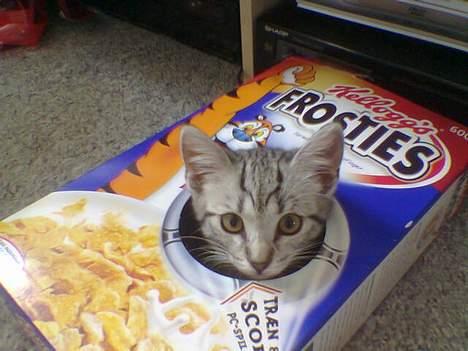 Huskat Oliver alias basse billede 2