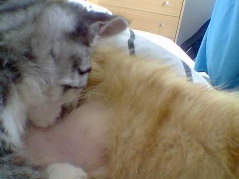 Huskat Oliver alias basse billede 3