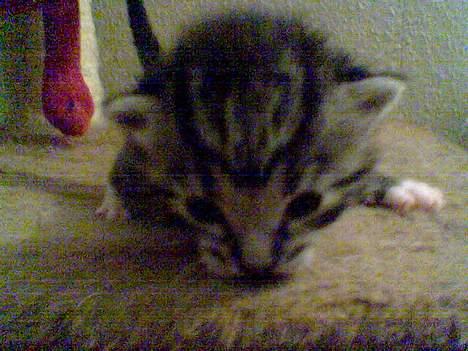 Huskat Oliver alias basse billede 4