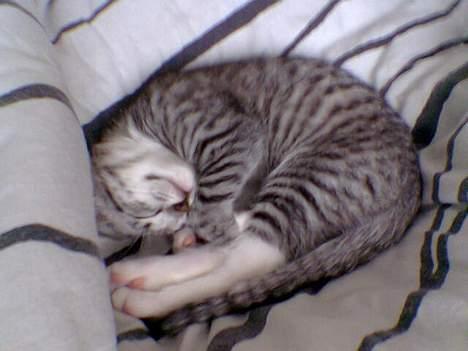 Huskat Oliver alias basse billede 5