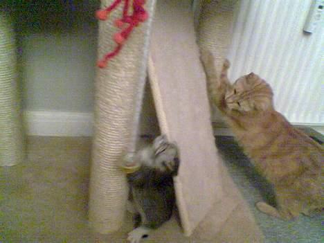 Huskat Oliver alias basse billede 6