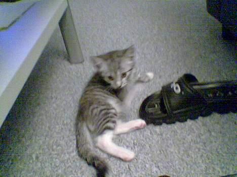 Huskat Oliver alias basse billede 7