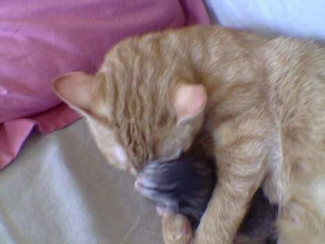 Huskat Oliver alias basse billede 8