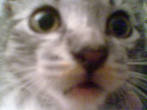 Huskat Oliver alias basse billede 9