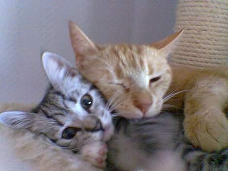 Huskat Oliver alias basse billede 10