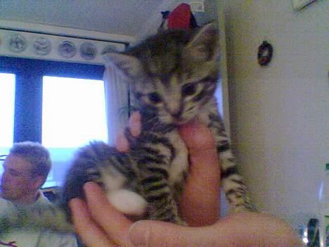 Huskat Oliver alias basse billede 11