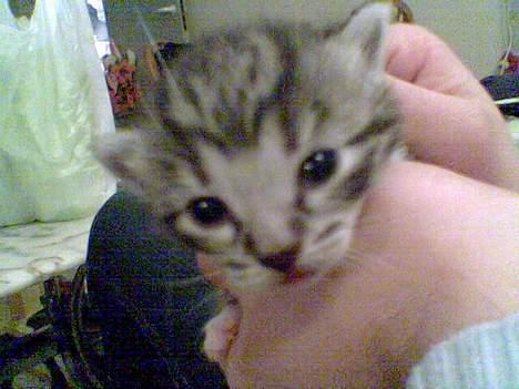 Huskat Oliver alias basse billede 12