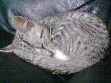 Huskat Oliver alias basse billede 13