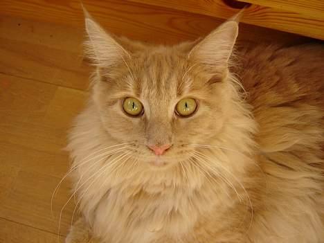 Maine Coon iron maiden billede 1