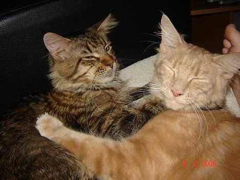 Maine Coon iron maiden billede 2