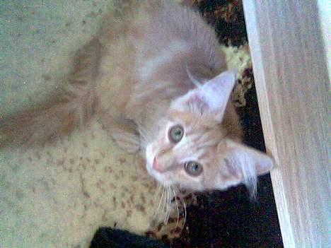 Maine Coon iron maiden billede 3