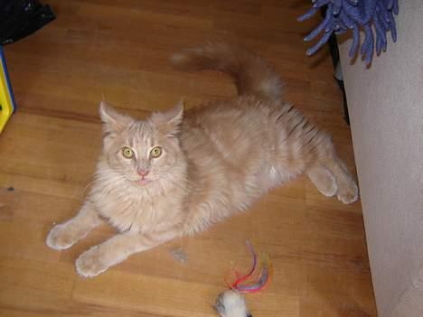 Maine Coon iron maiden billede 4