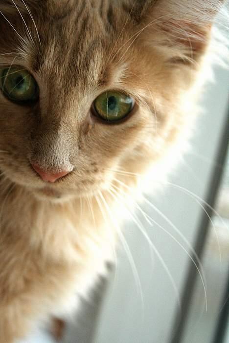 Maine Coon iron maiden billede 5