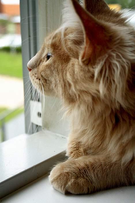 Maine Coon iron maiden billede 6